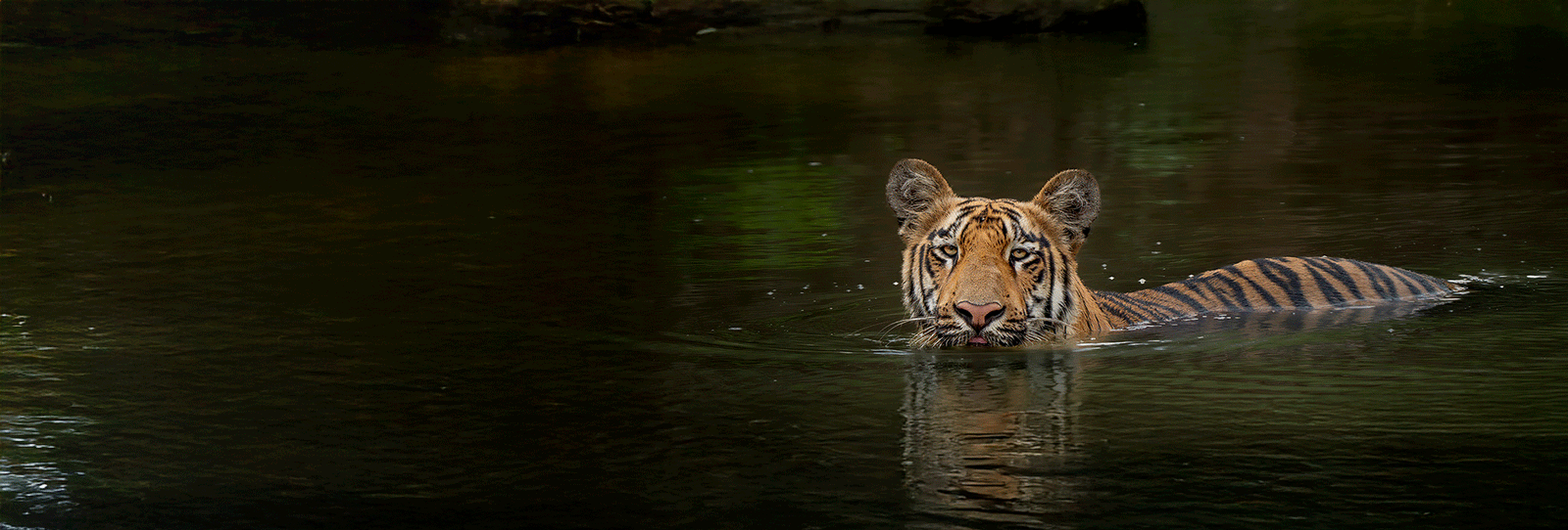 Tiger swimming in a river.